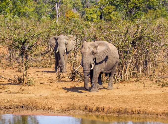 4 Days Kruger Park and Escarpment Safari