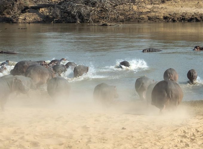 7 Days South & North Luangwa NP Safari Experience