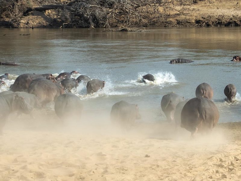 7 Days South & North Luangwa NP Safari Experience