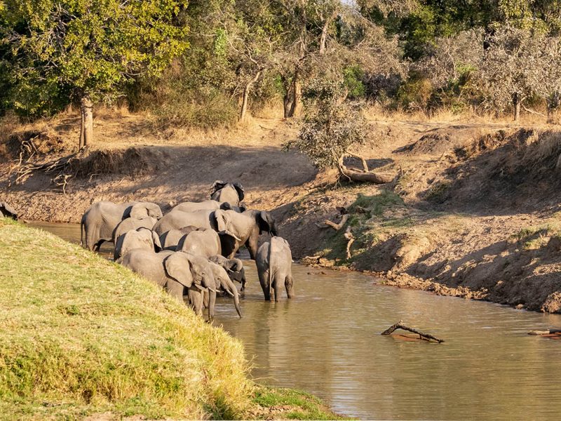 8 Days Absolute South Luangwa Photographic Safari