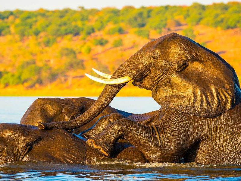 8 Days Experience the Best of Zambia & Botswana Safaris