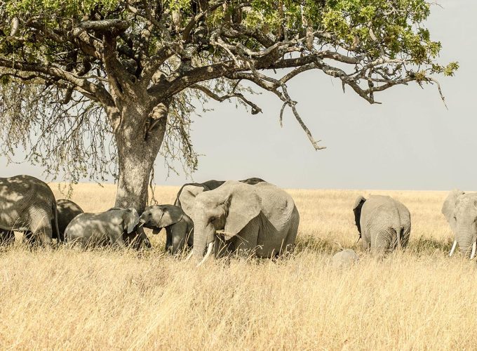 9 Days Northern Tanzania Cycling & Wildlife Safari
