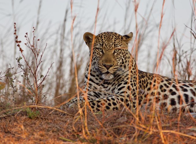 8 Days Absolute Kafue National Park Safari Experience, Zambia