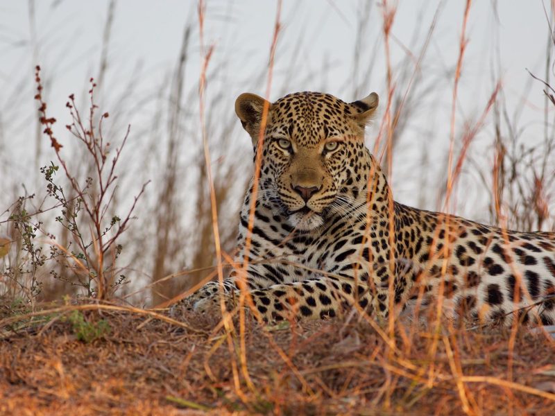 8 Days Absolute Kafue National Park Safari Experience, Zambia
