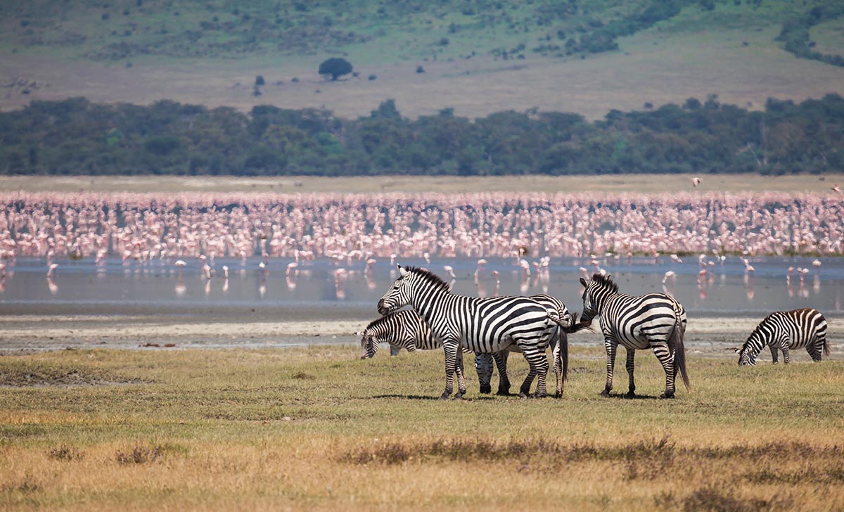 Safari To Lake Manyara, Ngorongoro & Serengeti, Camping Safari
