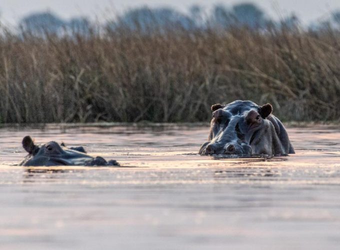 10 Days Classic Zimbabwe Safari Experience