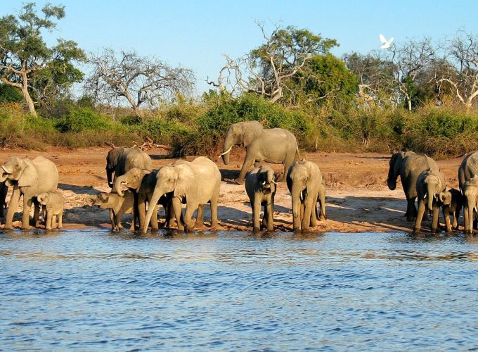 10 Days Wonderful Safari Experience to Mana Pools, Hwange & Victoria Falls, Zimbabwe