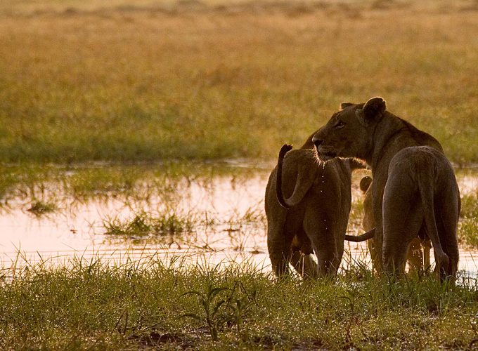 12 Days Classic Botswana and Zimbabwe