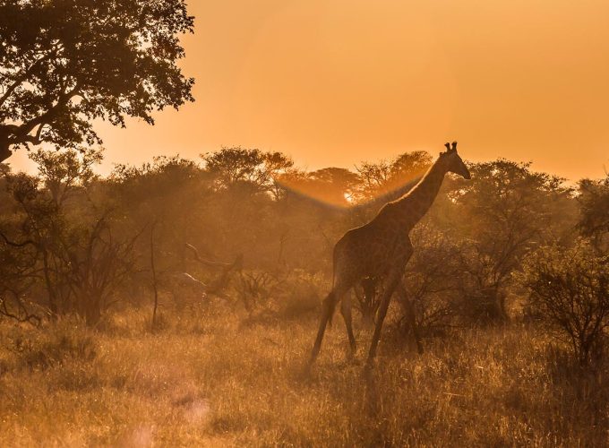 3 Days Amazing Sabi Sands Safari Experience