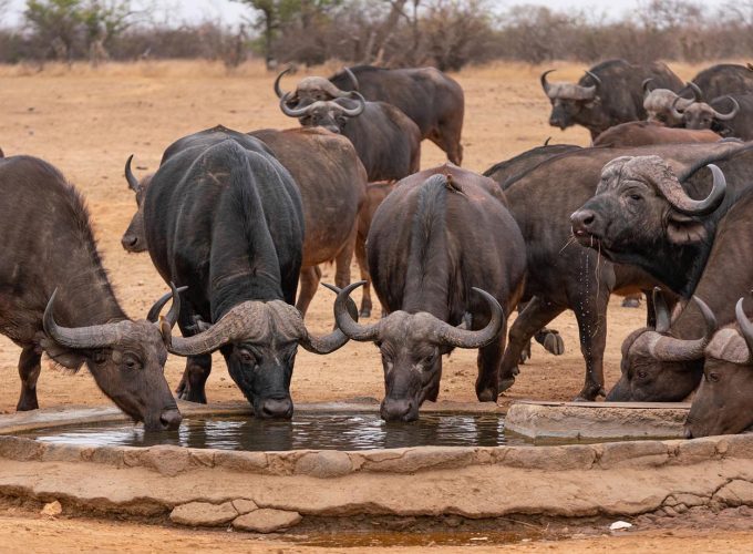 3 Days Safari to Umlani Bushcamp Kruger and Timbavati Park Experience
