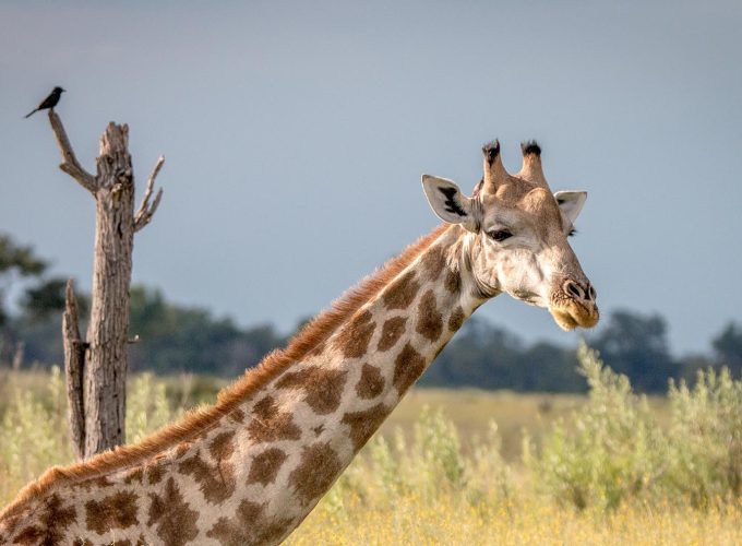 Chobe NP