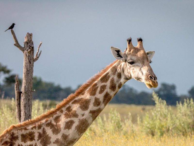 Chobe NP