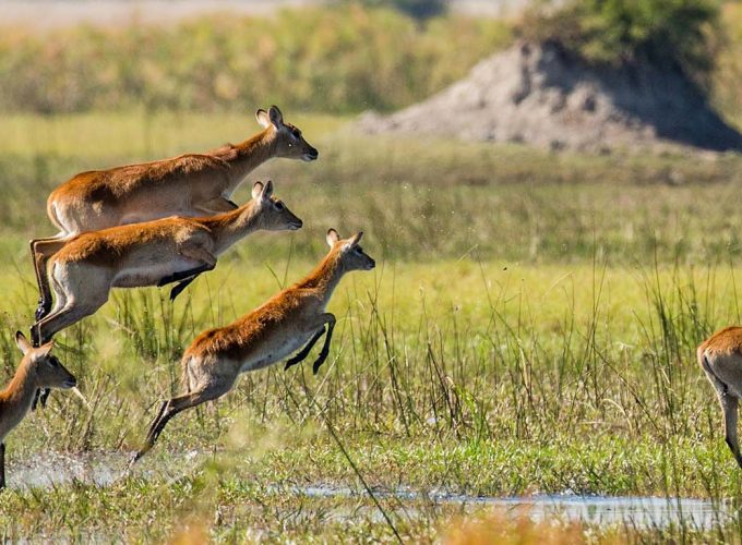6 Days Okavango Delta, Chobe and Victoria Falls Safari