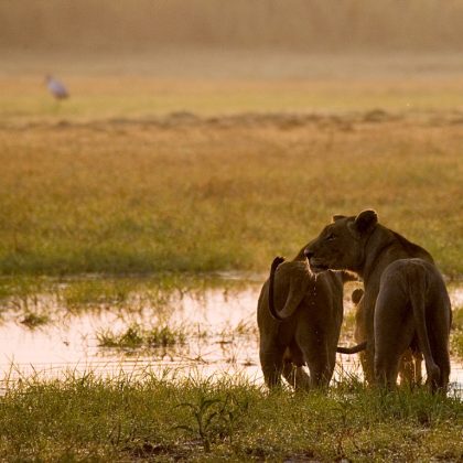 Amazing Northern Tanzania Safari, Off Road Northern Tanzania