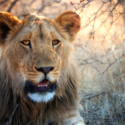 Tanzania Honeymoon Safari, Lion